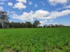 900 Youlambie Road, Monto, Qld 4630-Image