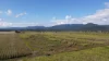91 & 135, Mancusos Road, Lannercost, Qld 4850-Image