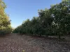919 Leafgold Weir Road, Dimbulah, Qld 4872-Image