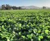935 Nangar Road, Canowindra, NSW 2804
