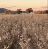 935 Nangar Road, Canowindra, NSW 2804-Image