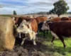935 Nangar Road, Canowindra, NSW 2804-Image