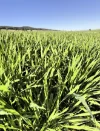 935A Nangar Road, Canowindra, NSW 2804-Image