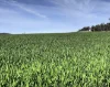 935A Nangar Road, Canowindra, NSW 2804-Image