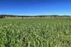935A Nangar Road, Canowindra, NSW 2804-Image