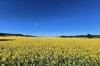 935A Nangar Road, Canowindra, NSW 2804-Image