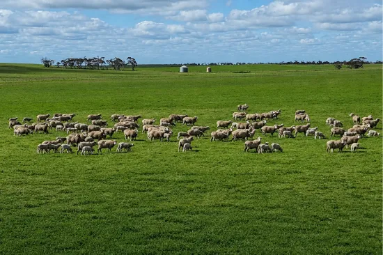 A100 Greenways Road, Nildottie, SA 5238