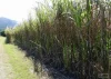Address available on request, Bellenden Ker, Qld 4871-Image
