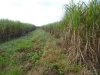Address available on request, Midgenoo, Qld 4854-Image