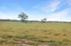 Amaroo Drive, Moree, NSW 2400-Image