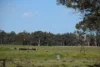 'Balbirini' 664 Westella Road, Geurie NSW 2818-Image