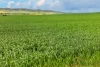 'Barunga West' Tower View Road, Wokurna, SA 5520-Image