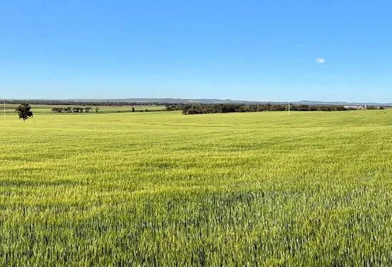Binneguy Station, Biniguy, NSW 2399