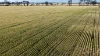 Binneguy Station, Biniguy, NSW 2399-Image