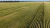 Binneguy Station, Biniguy, NSW 2399-Image