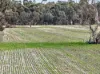 'Cairndale' Dukes Highway, Keith SA 5267-Image