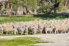 'Cairndale' Dukes Highway, Keith SA 5267-Image