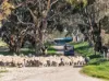 'Cairndale' Dukes Highway, Keith SA 5267-Image