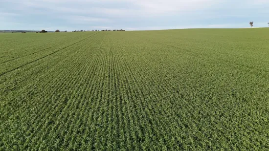'Cavan Downs' Heaslip Highway, Huddleston, SA 5523