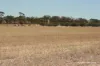 . Chandler-Nungarin Road, Nungarin, WA 6490-Image