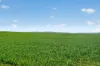 'Clifford Farm' Spencer Highway, Clements Gap SA 5523-Image