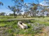 'Clifford Farm' Spencer Highway, Clements Gap SA 5523-Image