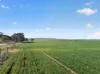 'Clifford Farm' Spencer Highway, Clements Gap SA 5523-Image