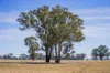 Combaning Road, Temora, NSW 2666-Image