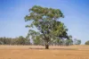 Combaning Road, Temora, NSW 2666-Image