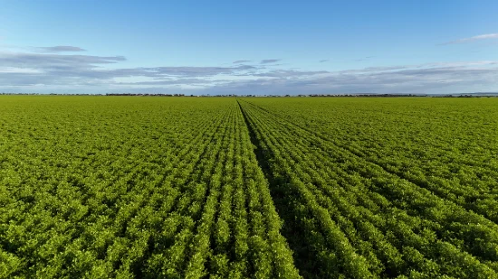 'Condowie' 1 Smitham Road, Condowie, SA 5464