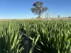 'Craigmile' Cubbine Road, Quairading, WA 6383-Image