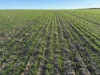 'Craigmile' Cubbine Road, Quairading, WA 6383-Image
