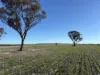 'Craigmile' Cubbine Road, Quairading, WA 6383-Image