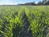 'Craigmile' Cubbine Road, Quairading, WA 6383-Image