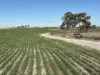 'Craigmile' Cubbine Road, Quairading, WA 6383-Image