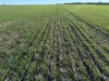 'Craigmile' Cubbine Road, Quairading, WA 6383-Image