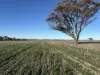 'Craigmile' Cubbine Road, Quairading, WA 6383-Image
