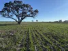 'Craigmile' Cubbine Road, Quairading, WA 6383-Image