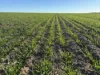 'Craigmile' Cubbine Road, Quairading, WA 6383-Image