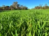 Crowie Peisley Road, Nyngan NSW 2825-Image