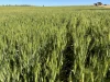 . 'Dairy Downs', Babakin, WA 6428-Image