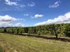 , Dimbulah QLD 4872-Image