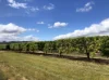, Dimbulah QLD 4872-Image