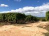 , Dimbulah QLD 4872-Image