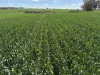 . Dudley Road, Grass Valley, WA 6403