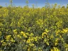 . Dudley Road, Grass Valley, WA 6403-Image