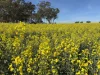 . Dudley Road, Grass Valley, WA 6403-Image