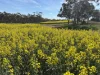 . Dudley Road, Grass Valley, WA 6403-Image