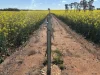 . Dudley Road, Grass Valley, WA 6403-Image