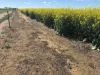 . Dudley Road, Grass Valley, WA 6403-Image